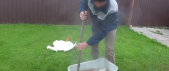 Как ощипать гуся быстро в домашних условиях