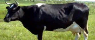 Ярославская порода коров