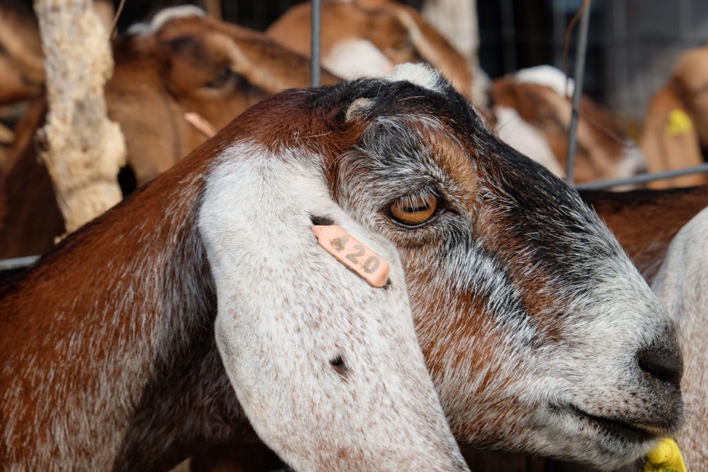 Как выглядит нубийская порода коз. Описание и особенности