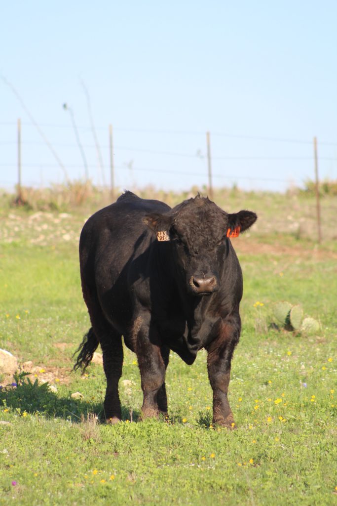 Абердин ангусская порода коров характеристика фото