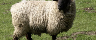 Горьковская овца