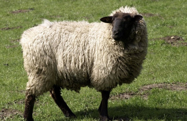 Горьковская овца