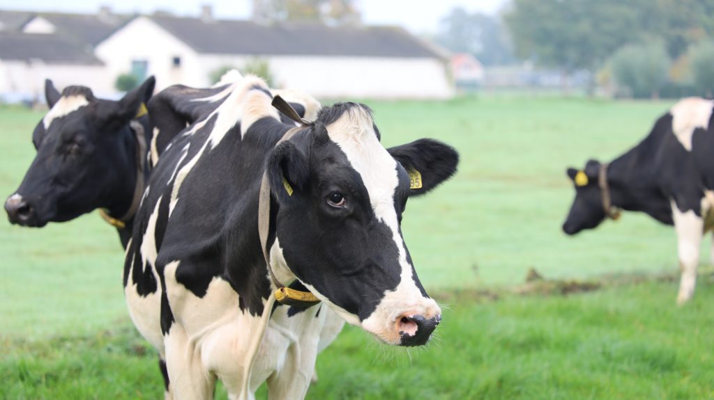 Почему горчит коровье молоко