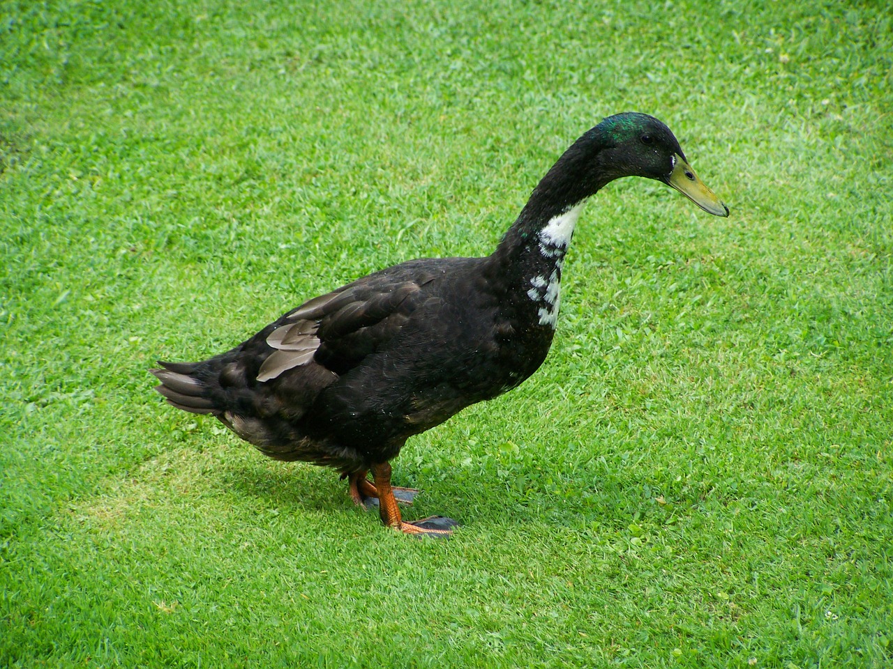 Черная белогрудая утка