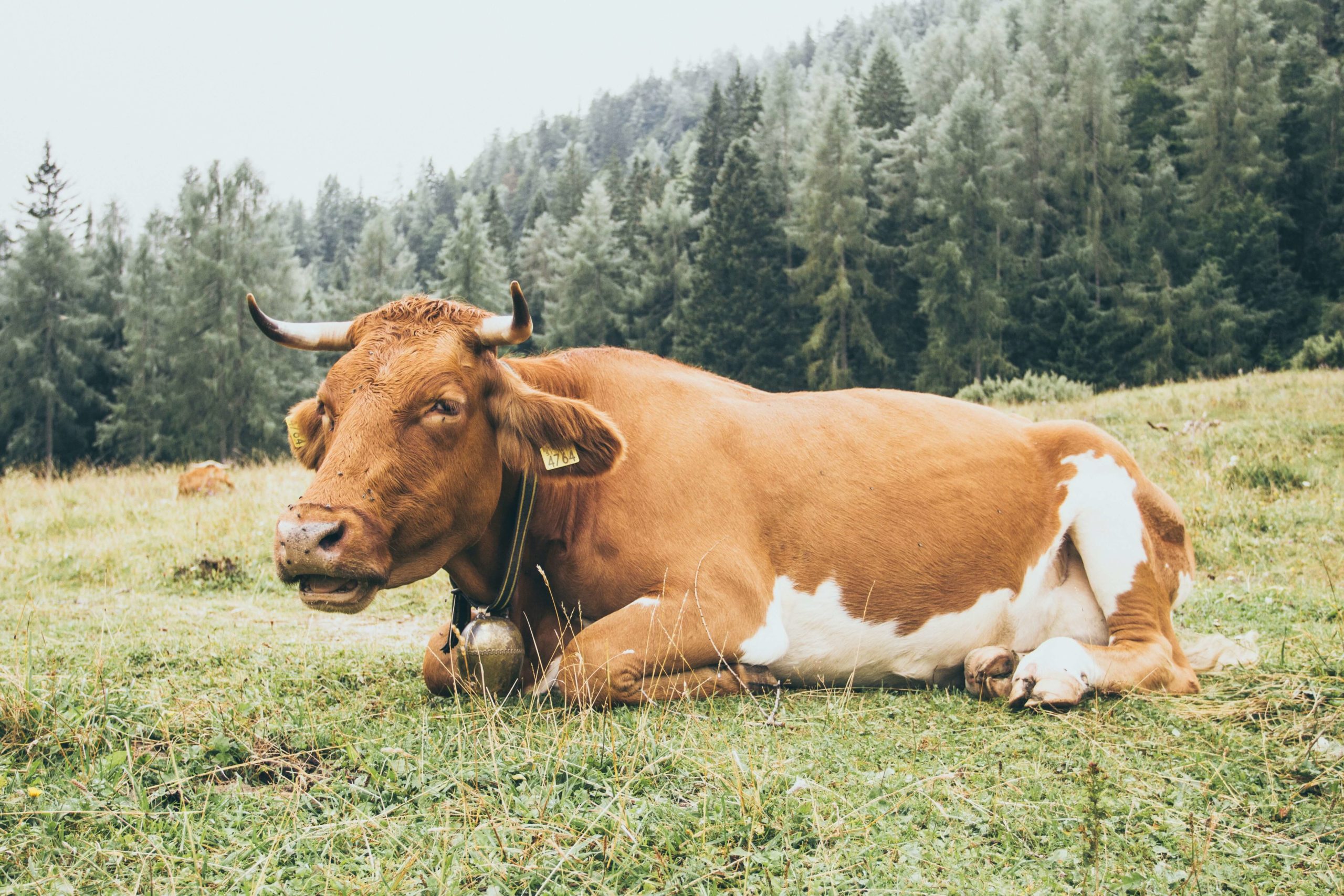 Лечение эндометрита у коров