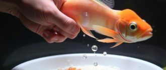 Уход за рыбками: кормление, которое работает