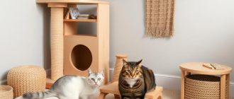 Создание игрового пространства для кошек: как сделать дом увлекательным и безопасным