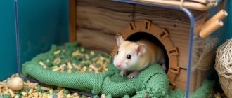 Как создать идеальное убежище для хомяков: подробное руководство