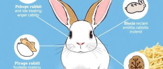 Особенности питания кроликов: как сделать рацион здоровым и сбалансированным