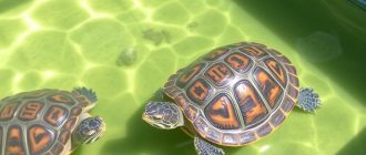 Создание комфортной среды для черепах: все, что нужно знать