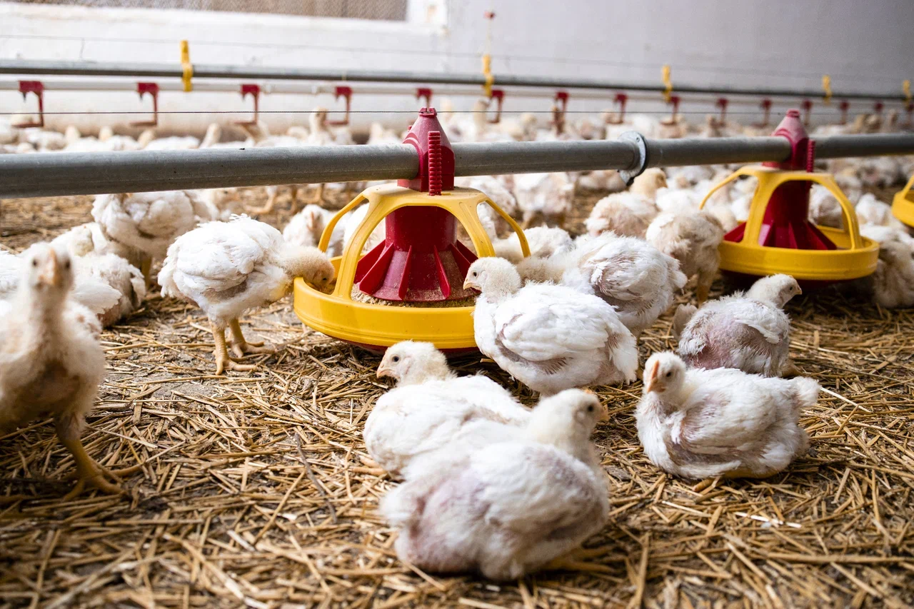 Как и где обучиться птицеводству