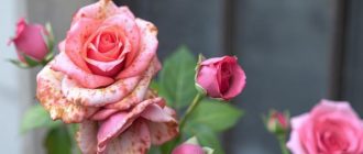 Как бороться с ржавчиной на розах и не потерять кусты в разгар сезона