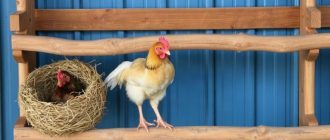 Гнёзда и насесты для кур: размеры и размещение без лишних ошибок