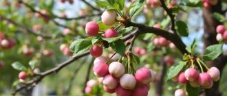 Омолаживающая обрезка старой вишни: пошаговый план без лишней суеты