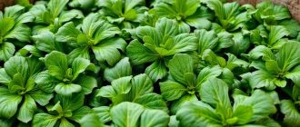 Заготовка зелени на зиму: сушка, заморозка, соление без лишней суеты