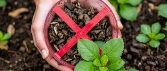 Что нельзя класть в компост: полный список ошибок, из-за которых куча превращается в проблему