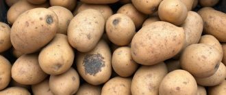 Как выбрать семенной картофель и не купить вырожденный: на что смотреть до покупки