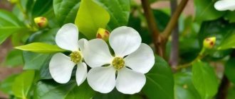 Как посадить и ухаживать за дёреном: куст, который держит сад в форме круглый год