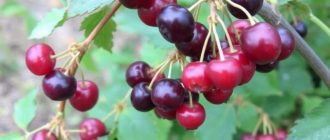Ягодники: обрезка смородины и крыжовника весной без лишней суеты