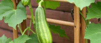 Как установить шпалеру для огурцов своими руками и не пожалеть об этом летом