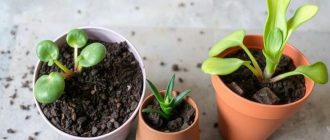 Как пересаживать комнатные растения: горшки и грунт без лишних ошибок