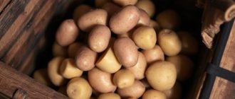 Хранение картофеля зимой: как подготовить погреб без лишних потерь