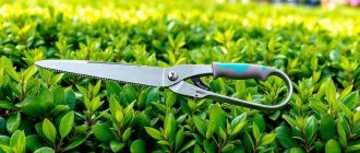 Садовые ножницы для стрижки живой изгороди: как выбрать инструмент, с которым приятно работать