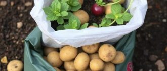 Как вырастить картофель в мешках и получить ведро с куста без лишней возни