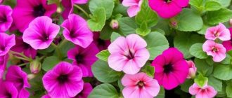 Как посадить и ухаживать за петуниями и пеларгониями: цветы, которые не теряют форму все лето