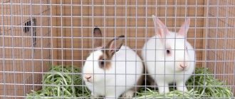 Как выбрать кроличью клетку и не ошибиться с размером, устройством и материалами