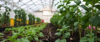 Как бороться с нематодой в теплице: рабочие способы без лишней суеты