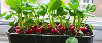 Редиска на подоконнике зимой: как выбрать ёмкость и грунт, чтобы получить хрустящие корнеплоды дома