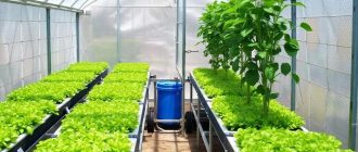 Аэропоника в теплице: как устроить систему, которая работает без лишней возни