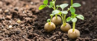 Проращивание картофеля перед посадкой: сроки и свет для крепких всходов