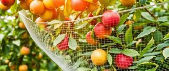 Сетки от птиц для фруктовых деревьев: как сохранить урожай без лишней возни