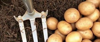Вилы для навоза и вилы для картофеля: не путаем при покупке