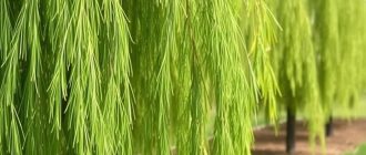 Как посадить и ухаживать за ивой и плакучими формами: дерево, которое меняет сад