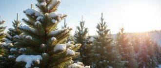 Зимняя защита хвойных от солнечных ожогов: как помочь туям, елям и соснам пережить яркий холодный сезон