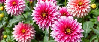 Как посадить и ухаживать за георгинами, чтобы они цвели до осени