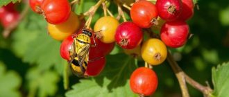 Как бороться с цикадками на смородине и не дать кустам ослабнуть