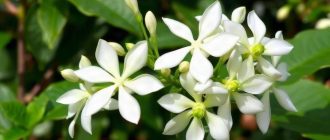 Как посадить и ухаживать за жасмином: ароматный куст, который легко приживается в саду