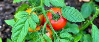 Как бороться с фузариозом томатов и не потерять урожай в самый неподходящий момент