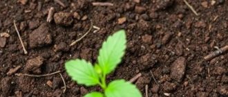 Кислотность почвы: как изменить под разные культуры и не испортить урожай