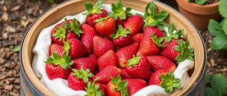 Круглая клубничная грядка из бочки: пошаговый мастер-класс для аккуратного и урожайного уголка