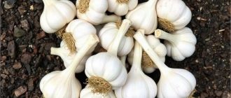 Как выбрать чесночные головки для посадки и не пожалеть о будущем урожае