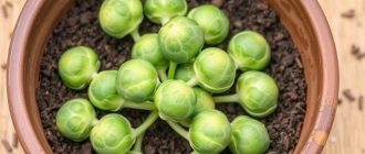 Как вырастить брюссельскую капусту и не разочароваться в результате