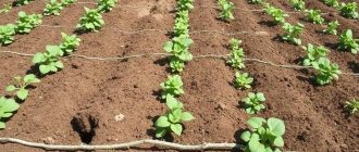 Борозды, гребни, гряды: как формировать посадки картофеля без лишней суеты