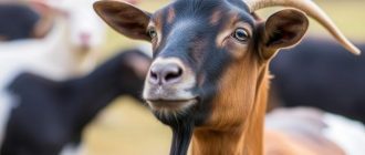 Кормление коз: рацион и добавки, которые действительно работают