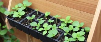 Как собрать стеллаж для рассады своими руками и не переделывать его весной