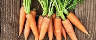 Сорта моркови для песчаных и глинистых почв: как выбрать корнеплоды, которые не подведут